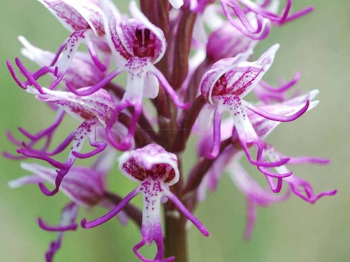 Orchis simia (Orchidaceae)